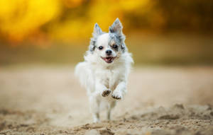 Chihuahua Happy Mood Wallpaper