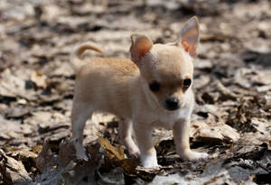 Chihuahua Puppy On Dry Leaves Wallpaper