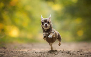 Chihuahua Puppy Running Photography Wallpaper