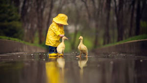 Child With Baby Ducks Wallpaper