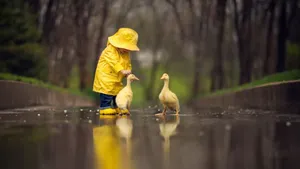 Child With Baby Ducks Wallpaper