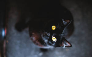 Chilled Feline - An Aerial View Of A Cool Cat In Leisure Wallpaper