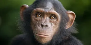 Chimpanzee Close-up Shot Wallpaper