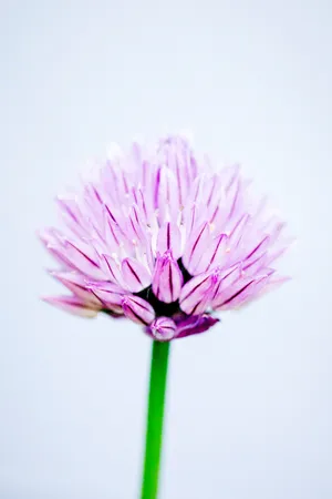 Chives Flower Android Wallpaper