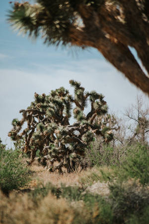 Cholla Park Plant Wallpaper