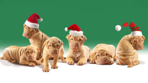 Christmas Celebration With Adorable Pitbull Puppies Wallpaper