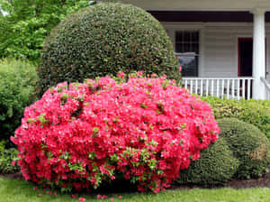 Christmas Cheer Azalea With Bush Wallpaper