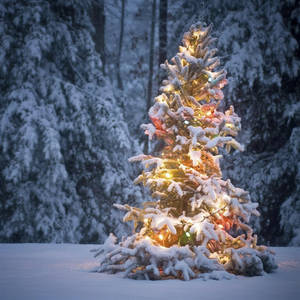 Christmas Forest With Warm Glow Wallpaper