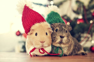 Christmas Guinea Pigs Animal Wallpaper