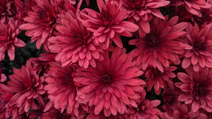 Chrysanthemum Blossoms Red Aesthetic Wallpaper