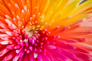 Chrysanthemum Ombre Petals Wallpaper