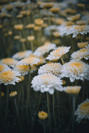 Chrysanthemum White Flowers Wallpaper