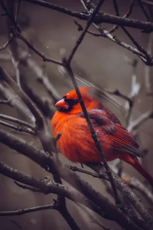 Chunky Cardinal Wallpaper
