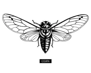 Cicada Insect Drawing Wallpaper