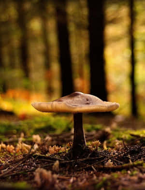 Cinematic Mushroom Phone Wallpaper