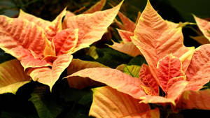 Cinnamon Star Poinsettia Wallpaper