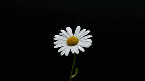 Classic White Daisy Wallpaper