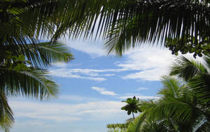 Clear Azure Sky Covered With Leaves Wallpaper