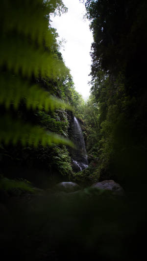 Clear Sky Jungle Iphone Wallpaper