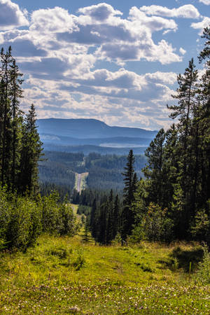 Climb New Heights In A Fresh Forest Landscape Wallpaper