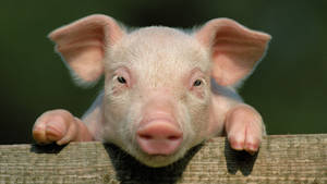 Climbing Pig Close-up Wallpaper