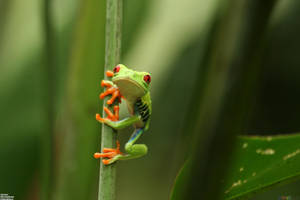 Climbing Red-eyed Kawaii Frog Wallpaper