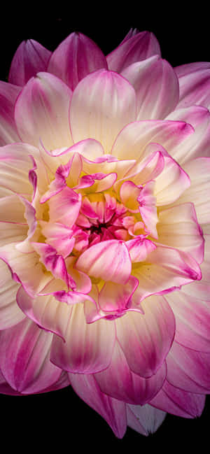 Close-up Black And Pink Flower Wallpaper