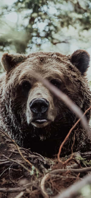 Close Up Brown Bear Portrait Wallpaper