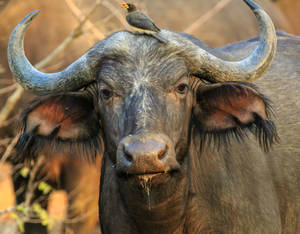 Close Up Buffalo Portrait Wallpaper