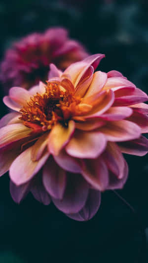 Close-up Dahlia Flower Pink Petals Wallpaper