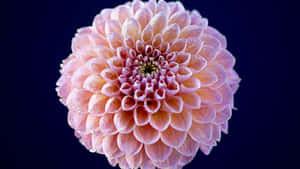 Close-up Dahlia Flower Pink Yellow Petals Wallpaper