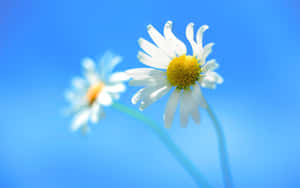 Close-up Daisy Flowers White Petals Wallpaper