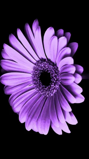 Close Up Daisy Phone Wallpaper