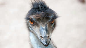 Close Up Emu Portrait Wallpaper