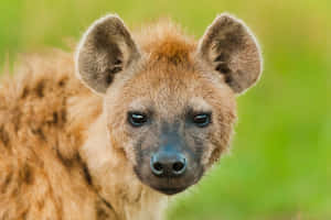 Close Up Hyena Portrait Wallpaper