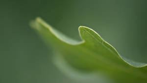 Close Up Look At A Blade Of Grass Wallpaper