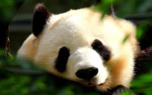 Close-up Look Of A Panda Laptop Wallpaper