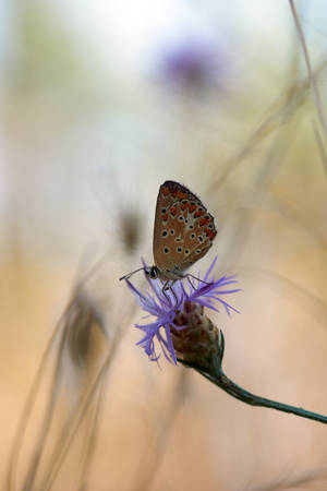 Close-up Of A Beautiful Karner Blue Butterfly Wallpaper