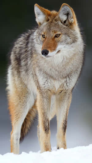 Close Up Of A Coyote Wallpaper