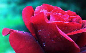 Close-up Of A Dewy Red Rose Wallpaper