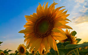 Close Up Of A Sunflower Petal With A Bright Yellow Center Wallpaper