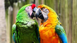 Close-up Of A Vibrant Parrot Touching Its Beak Wallpaper