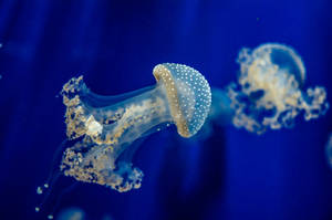 Close Up Of Brown Spotted Jellyfish Underwater Wallpaper