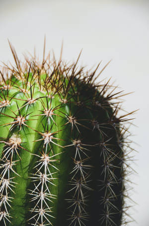 Close Up Of Cactus Spines On An Emerald Cactus. Wallpaper