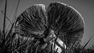 Close-up Of Cute Portobello Mushroom Black And White Wallpaper