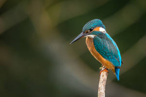 Close-up Of Kingfisher Bird Wallpaper