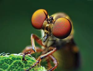 Close Up Of Mosquito Eyes Wallpaper