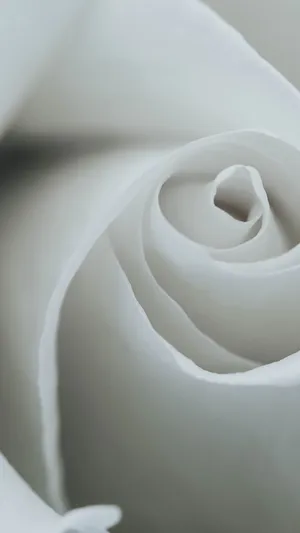 Close-up Of White Rose Flower For Iphone Wallpaper