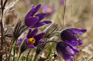 Close-up Photo Of Spring Flowers Wallpaper