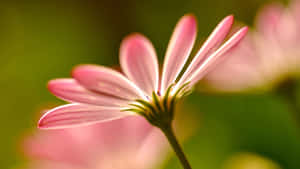 Close-up Pink Flower Petals Wallpaper